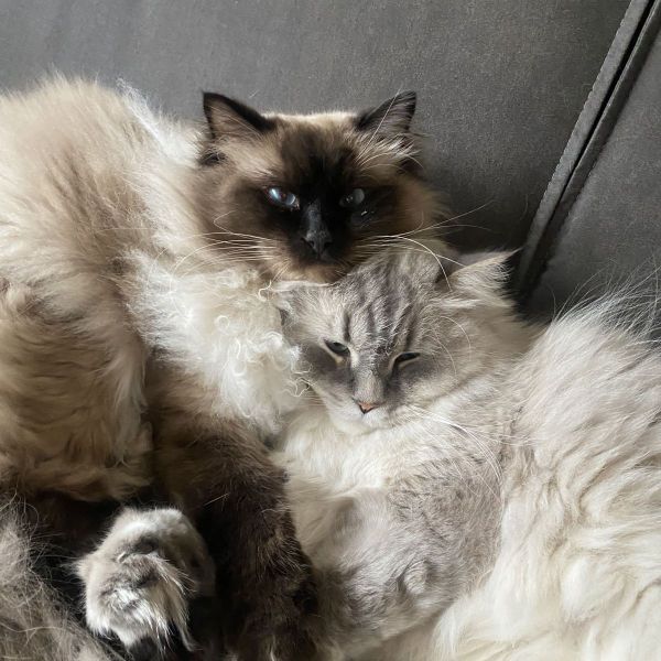 Frodo & Jip uit Katwijk Aan Zee zoekt een Kattenoppas