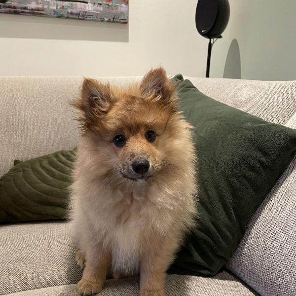Cody uit Den Bosch zoekt een Hondenoppas