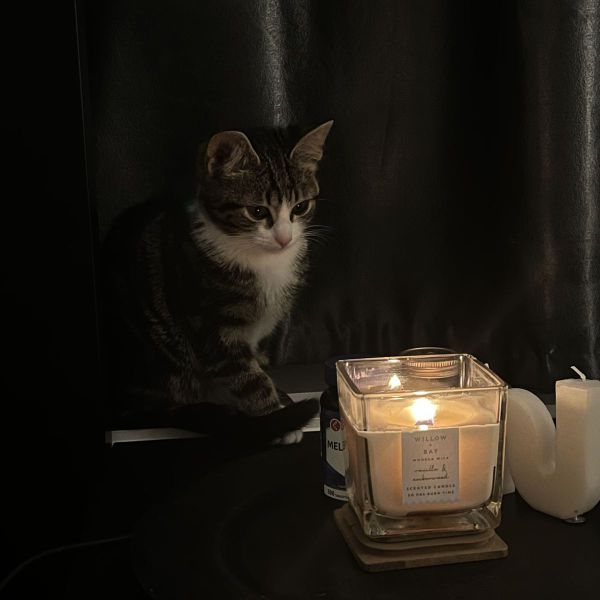 Noenoesh, Noenoesh uit Hoofddorp zoekt een Kattenoppas