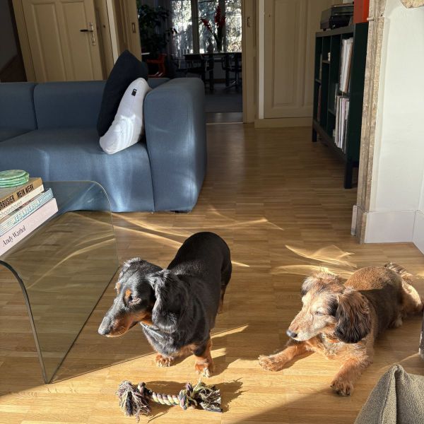 Bennie, Athos uit Rotterdam zoekt een Hondenoppas