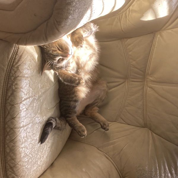 Huisdierenoppas Mares uit Lelystad