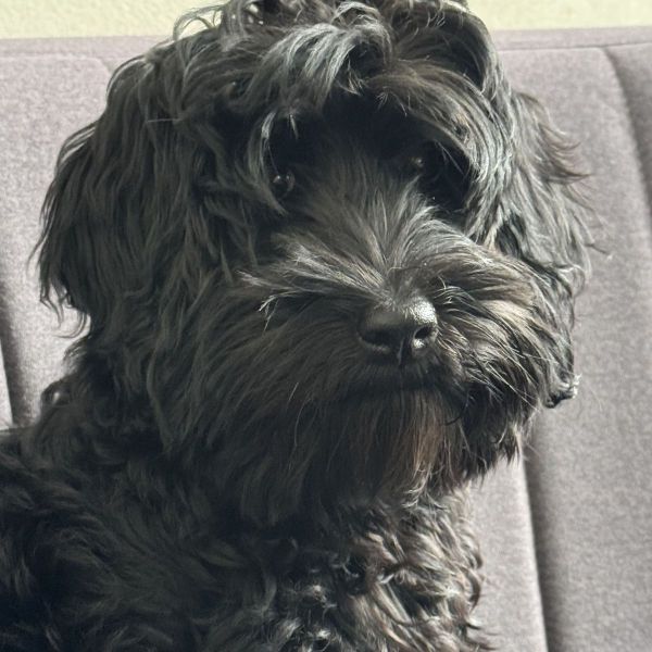 Sky uit Hardinxveld-Giessendam zoekt een Hondenoppas