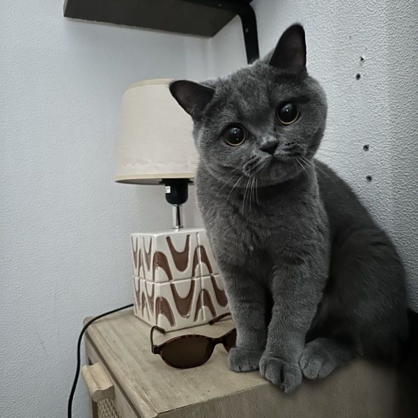 Kip uit Leiden zoekt een Kattenoppas