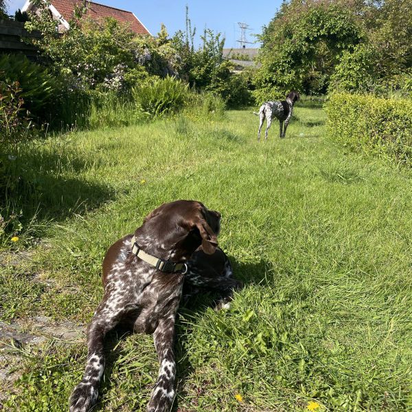 Loena, Zomer uit Den Haag zoekt een Hondenoppas