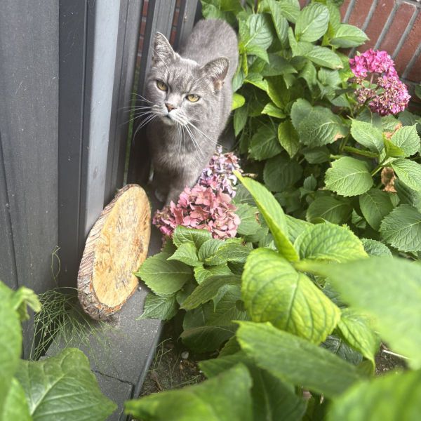 Olaf uit Rhoon zoekt een Kattenoppas