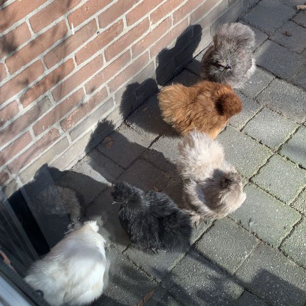 Kippen, Mierenkolonie, Coco en Salie uit Ruinen zoekt een huisdierenoppas