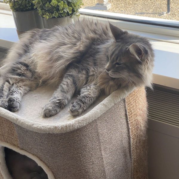 Kaya, Gijs uit Hengelo zoekt een Kattenoppas