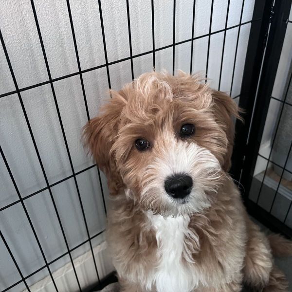 Guus uit Roosendaal zoekt een Hondenoppas