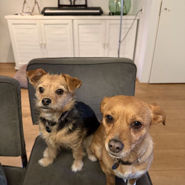 Lola, Billie uit Bergen Nh zoekt een Hondenoppas