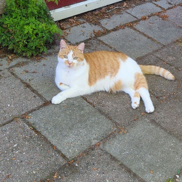 Lana, Skippy uit Oudehaske zoekt een Kattenoppas