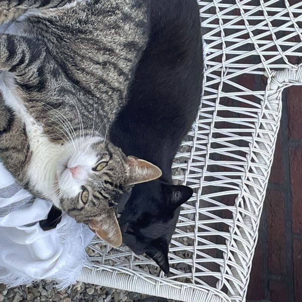 Huisdierenoppas Bebèl uit Cuijk