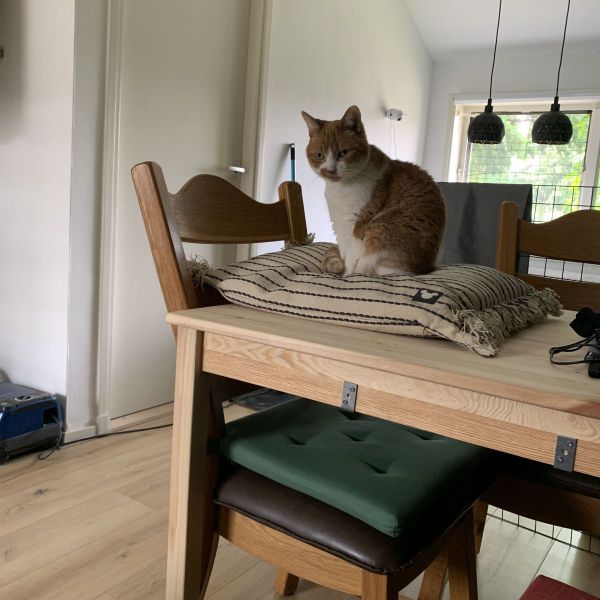 Truus, Brownie (zwart-wit), Toffee (zwart-bruin) uit Apeldoorn zoekt een huisdierenoppas