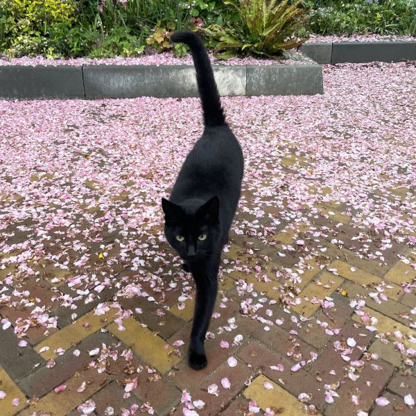 Blacky, Pippa uit Alphen Aan Den Rijn zoekt een Kattenoppas