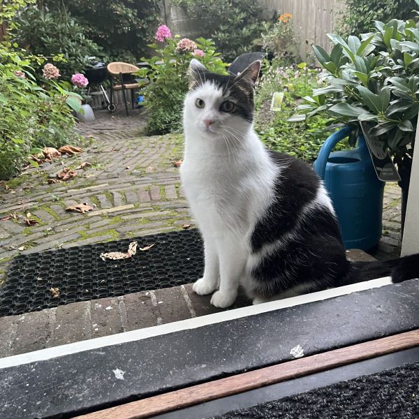Timmie uit Voorburg zoekt een Kattenoppas