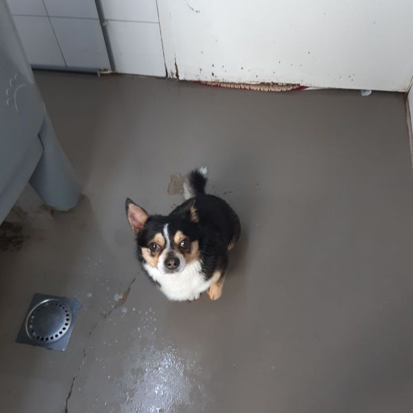 Woezel uit Glanerbrug zoekt een Hondenoppas