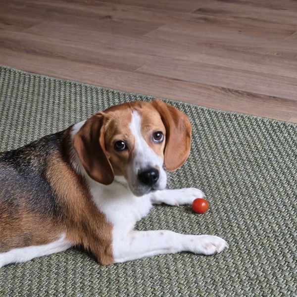Pablo uit Maarn zoekt een Hondenoppas