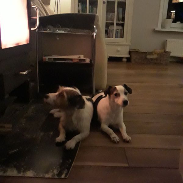 Bella, Tainy uit Emmer-Compascuum zoekt een Hondenoppas