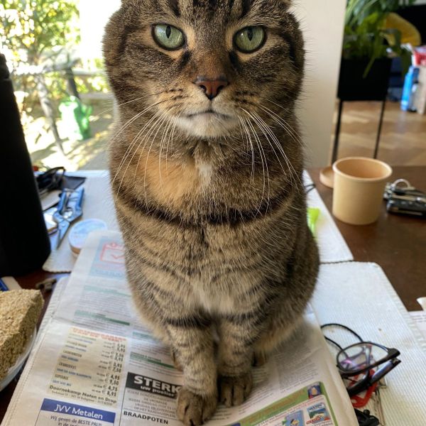 Khaleesi uit Burgh-Haamstede zoekt een Kattenoppas