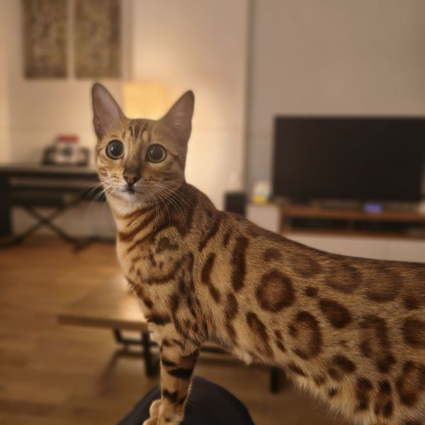 Lalah uit Den Haag zoekt een Kattenoppas