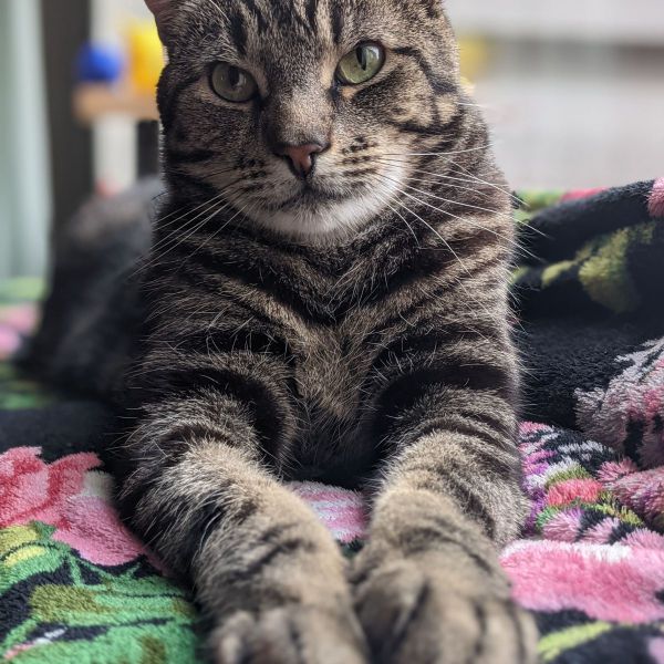 Soup uit Rijen zoekt een Kattenoppas