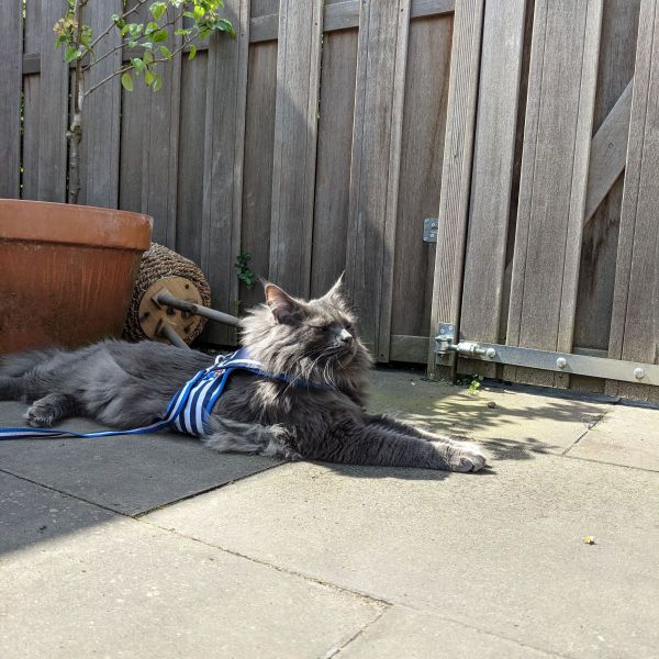 Seb uit Maarssen zoekt een Kattenoppas