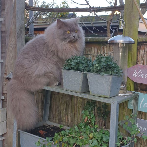Semmy uit Akersloot zoekt een Kattenoppas