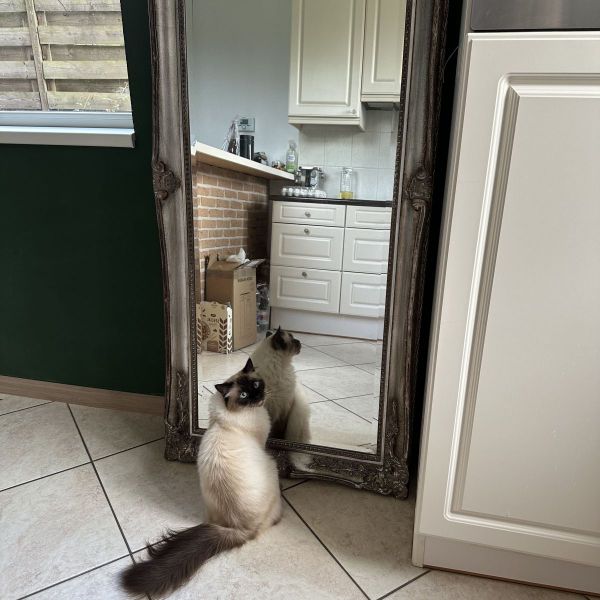 Loki, Mallow uit Weteringbrug zoekt een Kattenoppas