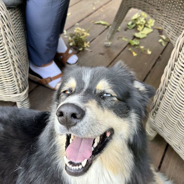 Loki uit Hoofddorp zoekt een Hondenoppas