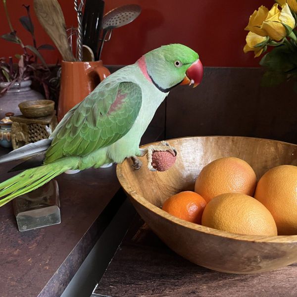 Karel uit Strijbeek zoekt een Vogeloppas