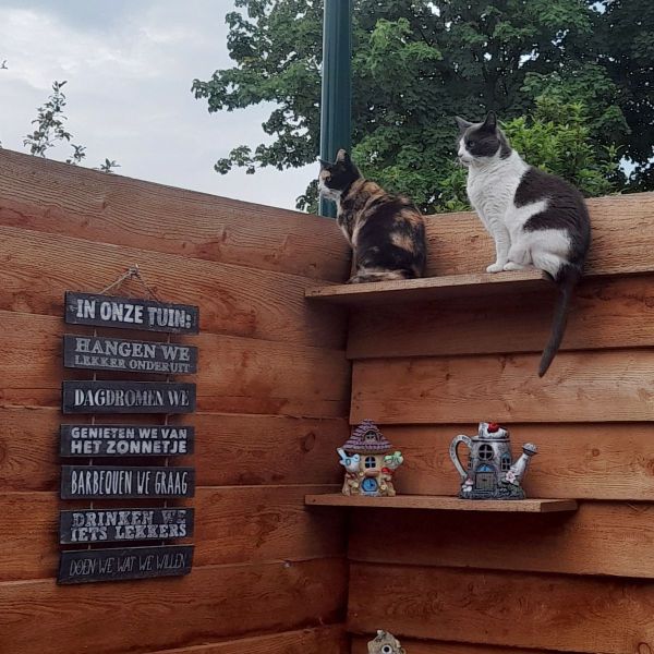 Minoes, Pipi, Wimpie uit Elst, Utrecht zoekt een Kattenoppas