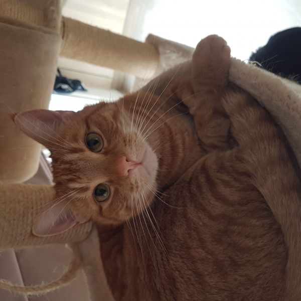 Rooie, Meissie uit Aalsmeer zoekt een Kattenoppas