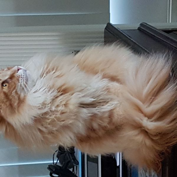 Jidde, Beer, Vaya uit Huissen zoekt een Kattenoppas
