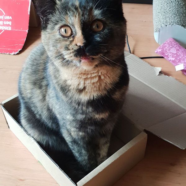 Pebbles uit Beek Gem Montferland zoekt een Kattenoppas
