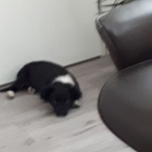 Huisdierenoppas Lida uit Almere