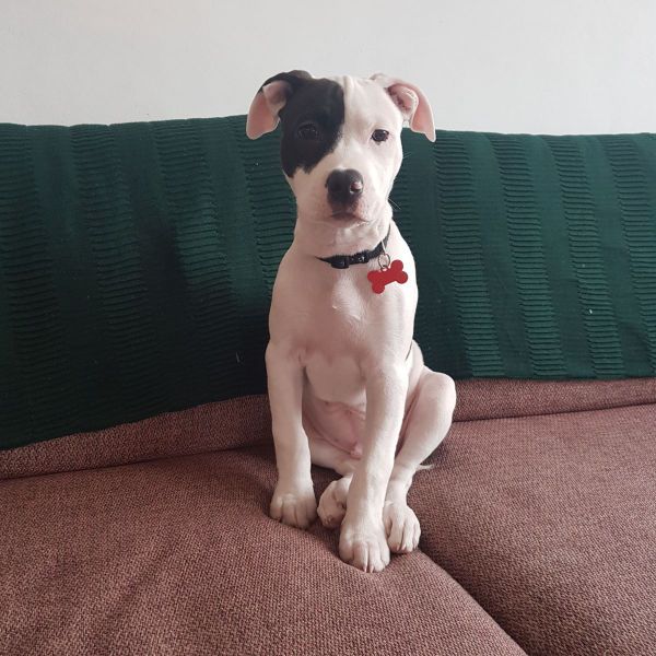 Frankie uit Wijlre zoekt een Hondenoppas
