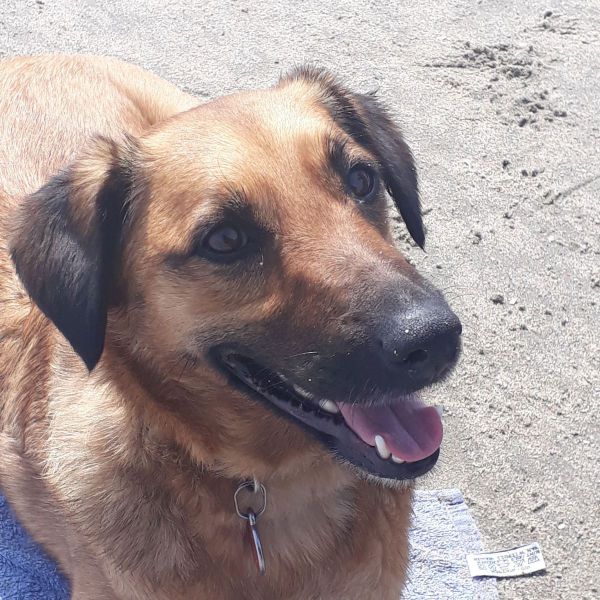 Hondenoppas irma uit Vlaardingen