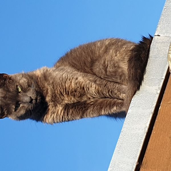 Bella uit Utrecht zoekt een Kattenoppas