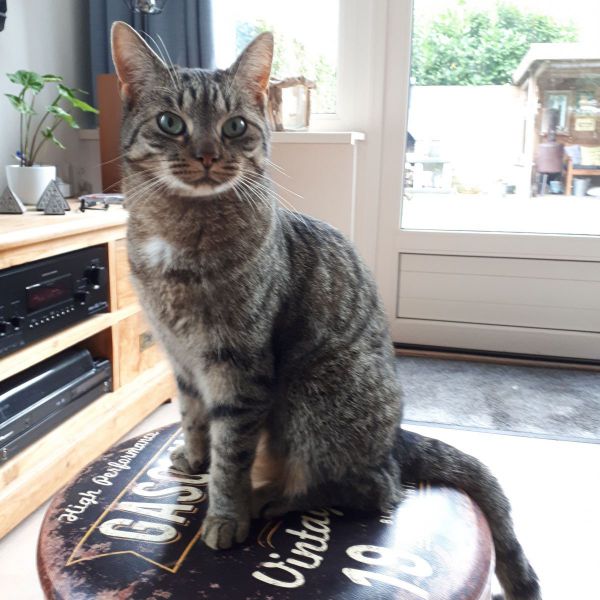 Aysen uit Loon Op Zand zoekt een Kattenoppas