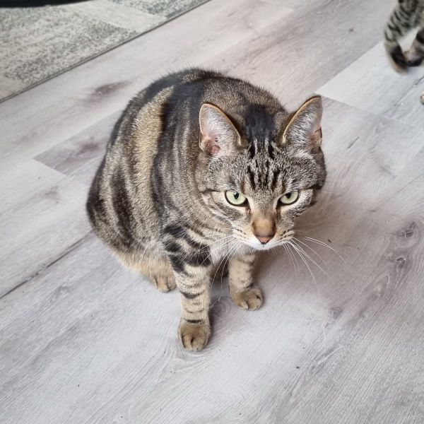 Baco, Tijger uit Barneveld zoekt een Kattenoppas