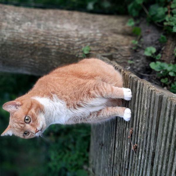 Sap uit Kantens zoekt een Kattenoppas