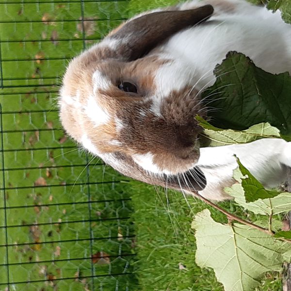 Jet, Poekie uit Klazienaveen zoekt een Knaagdierenoppas