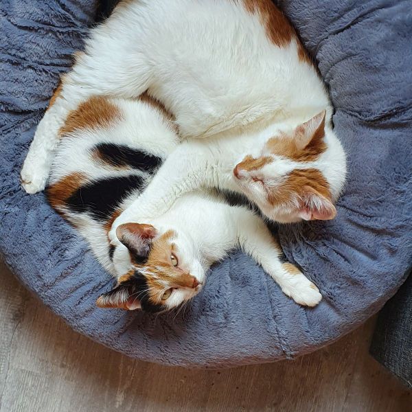 Lincy, Spikey uit Wageningen zoekt een Kattenoppas