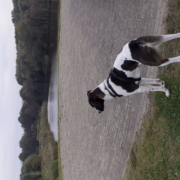 Tibo uit Leeuwarden zoekt een Hondenoppas