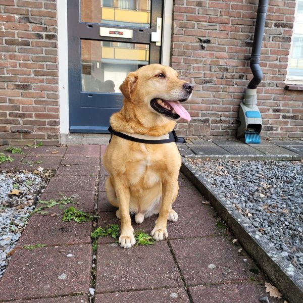 Hondenoppas lotte uit Vaassen