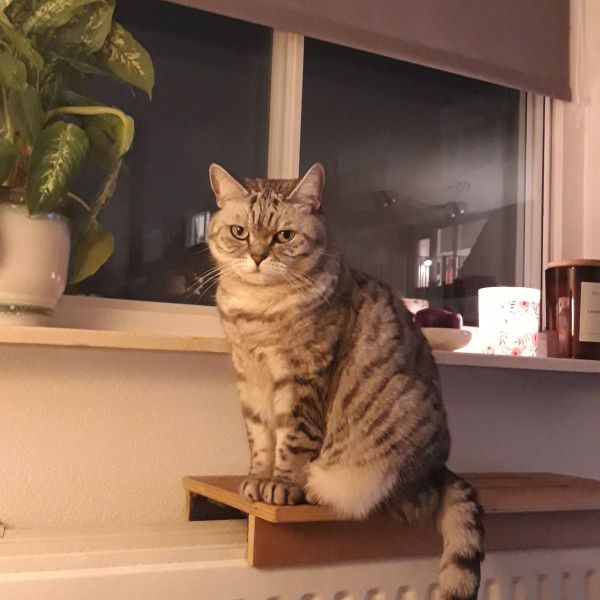 Gigi uit Venlo zoekt een Kattenoppas