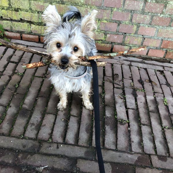 Jip, Guus uit Zaltbommel zoekt een Hondenoppas