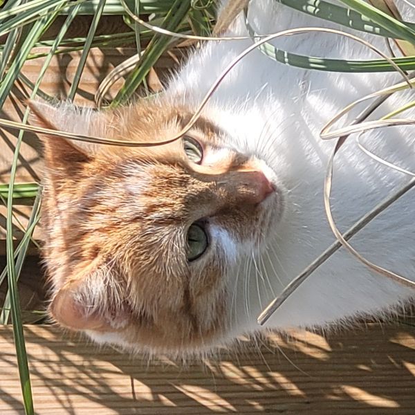 Sammy, Saartje uit Terwolde zoekt een huisdierenoppas