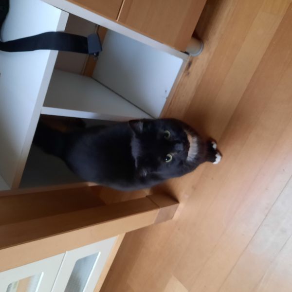 Cezar, Lucky uit Best zoekt een Kattenoppas