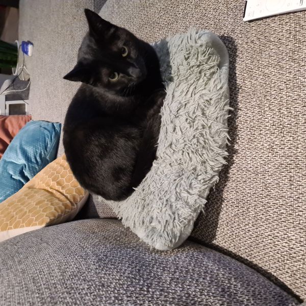 Bailey uit Heemskerk zoekt een Kattenoppas