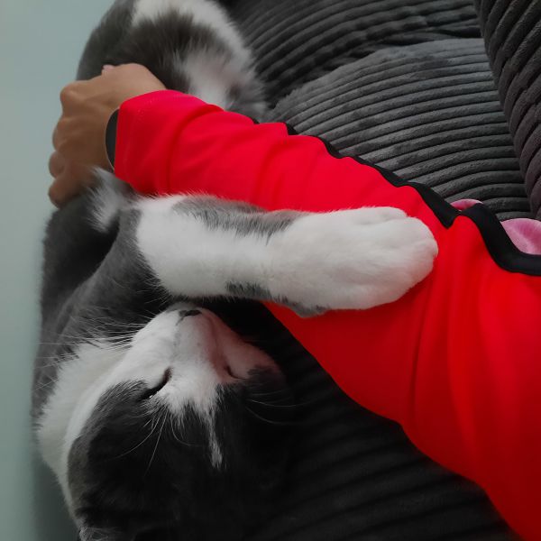 Moos, Jacob uit Krommenie zoekt een Kattenoppas